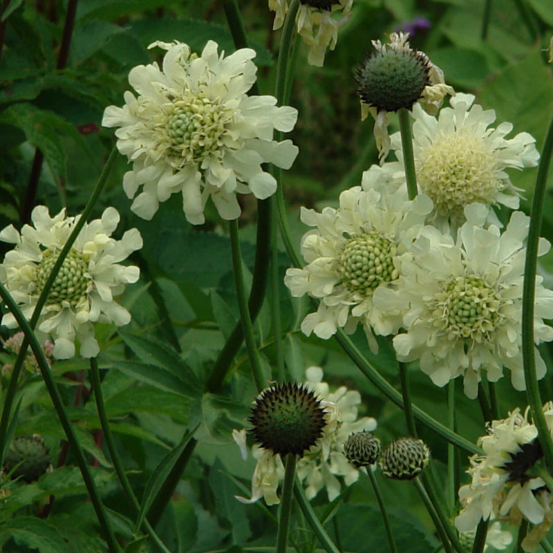 Cephalaria Gigantea Seeds - Heirloom Flower Plant for Home Gardens