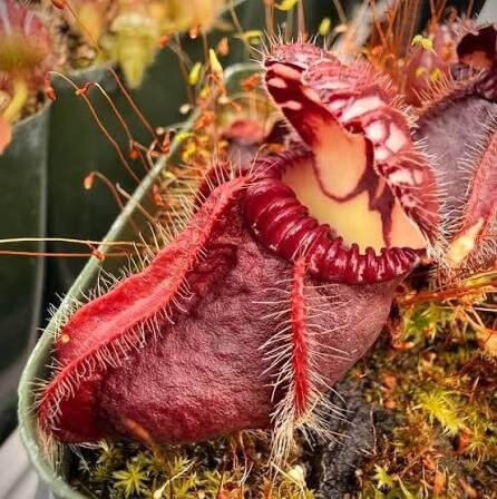 Cephalotus Follicularis Blue Pitcher Plant Seeds