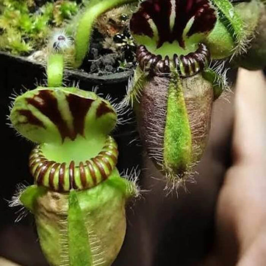 Cephalotus Seeds – Carnivorous Plant Seeds for Home Gardens