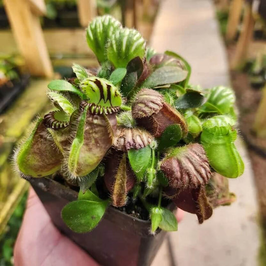 Cephalotus follicularis Seeds – Carnivorous Plant Seeds for Home Gardens