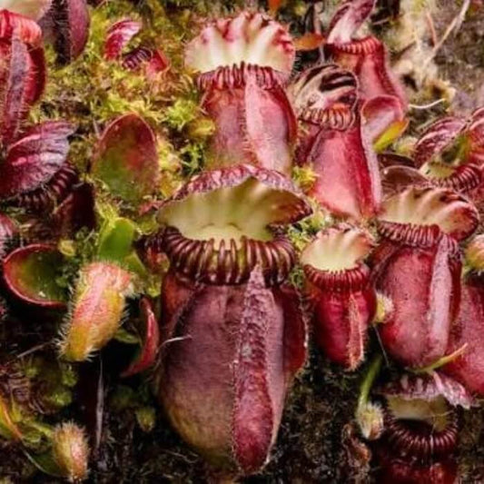 
Cephalotus follicularis Seeds for Planting – Carnivorous Plant Seeds for Home Gardens
