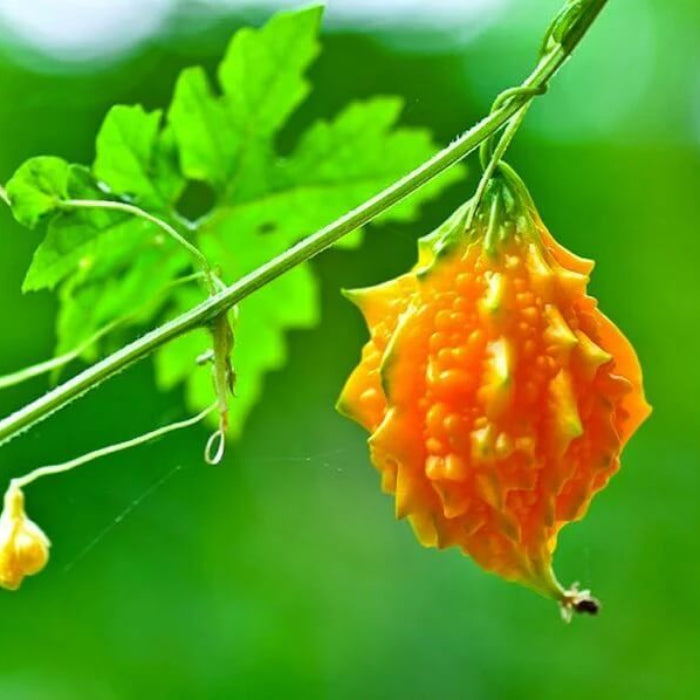 Cerasee Seeds - Herbal Plant for Home Gardens