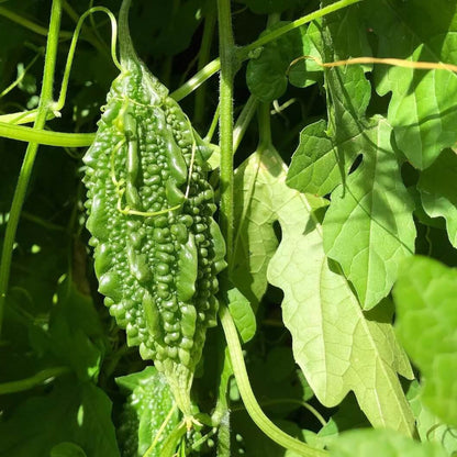 Cerasee Seeds - Herbal Plant for Home Gardens