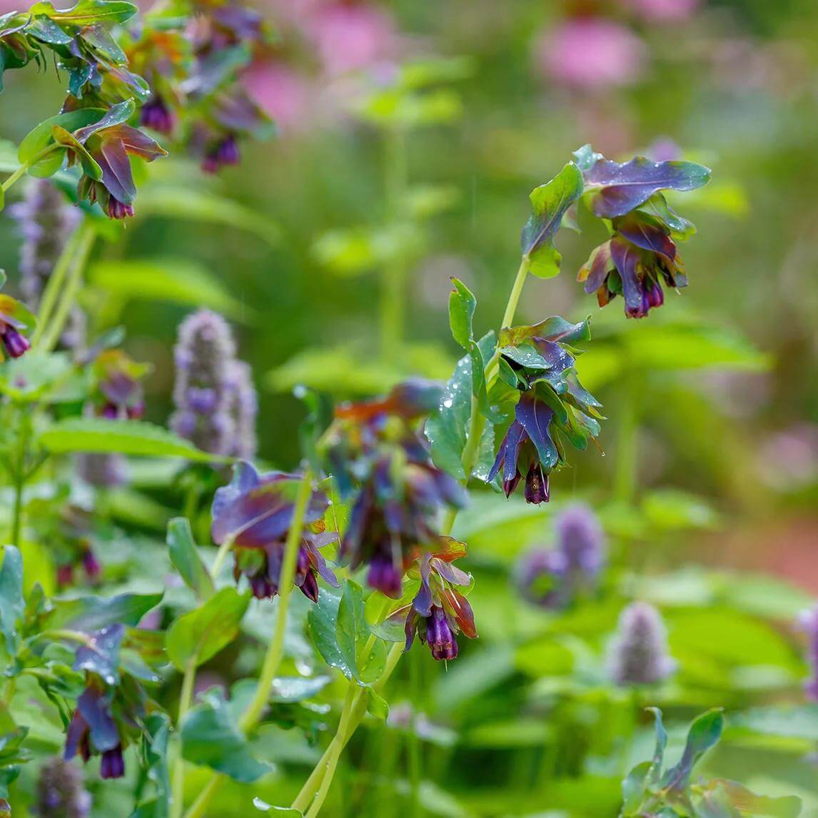 Cerinthe Major Purpurascens Seeds - Heirloom Flower Plant for Home Gardens