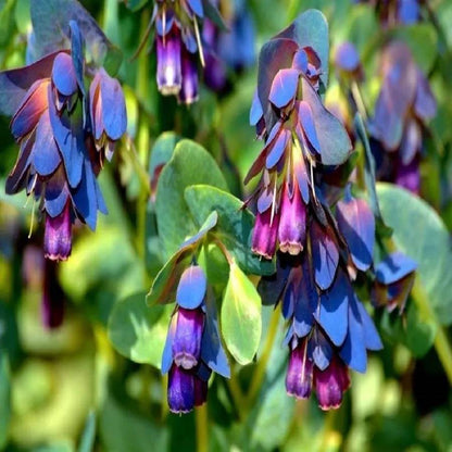 Cerinthe Major Purpurascens Seeds - Heirloom Flower Plant for Home Gardens