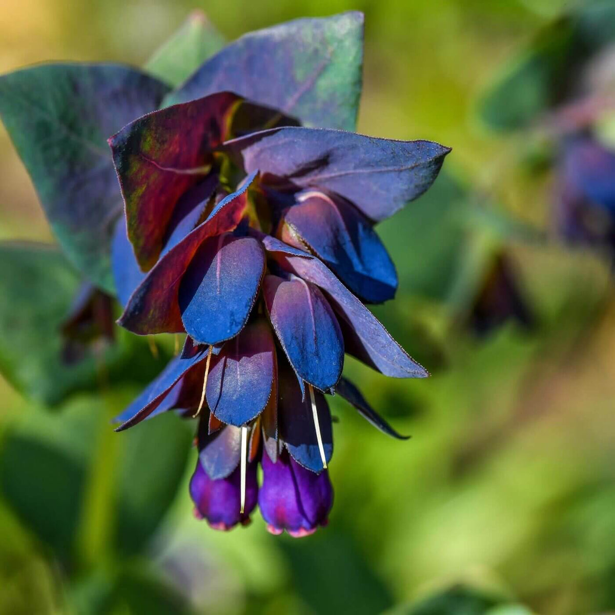 Cerinthe Major Purpurascens Seeds - Heirloom Flower Plant for Home Gardens