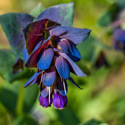 Cerinthe Major Purpurascens Seeds - Heirloom Flower Plant for Home Gardens