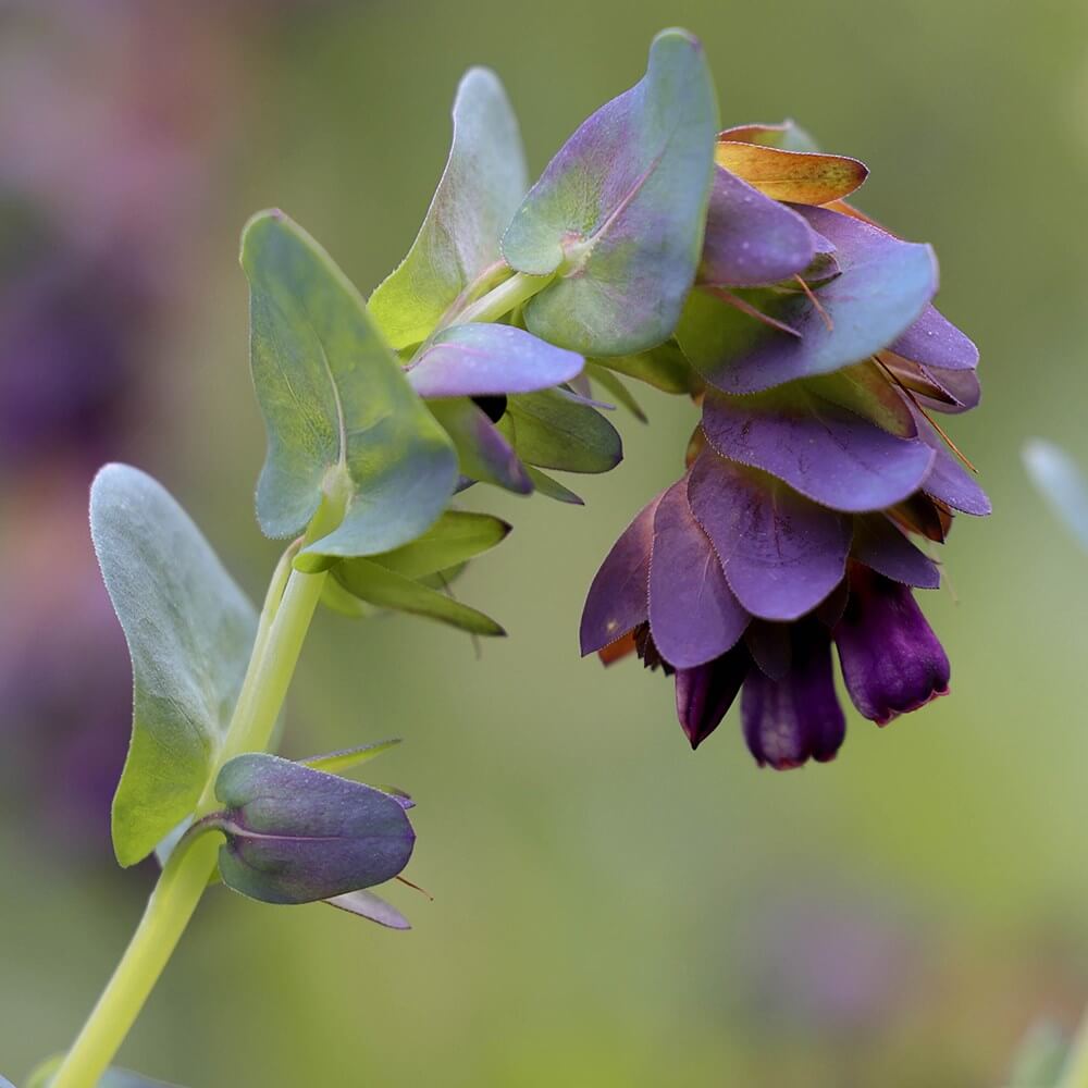 Cerinthe Major Purpurascens Seeds - Heirloom Flower Plant for Home Gardens