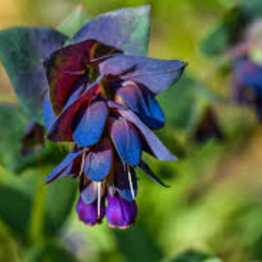 Cerinthe Seeds - Flower Plant for Home Gardens