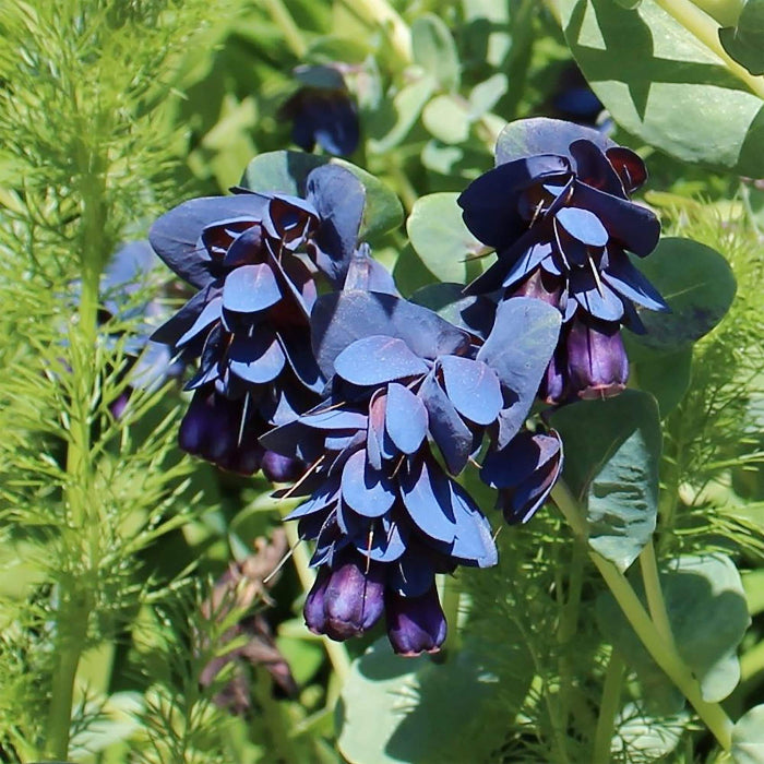 Cerinthe Seeds - Flower Plant for Home Gardens