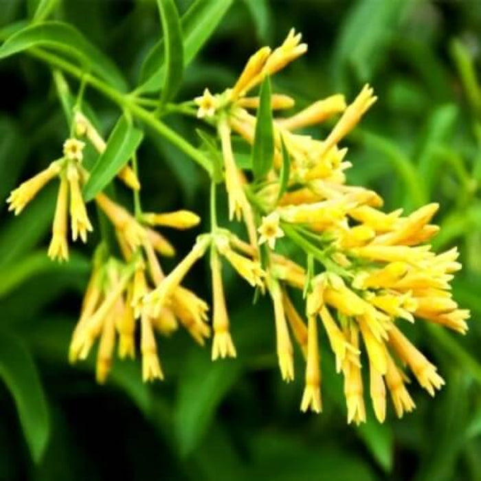 Cestrum Nocturnum Seeds - Flower Plant