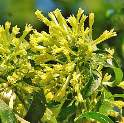 Cestrum Nocturnum Seeds - Flower Plant