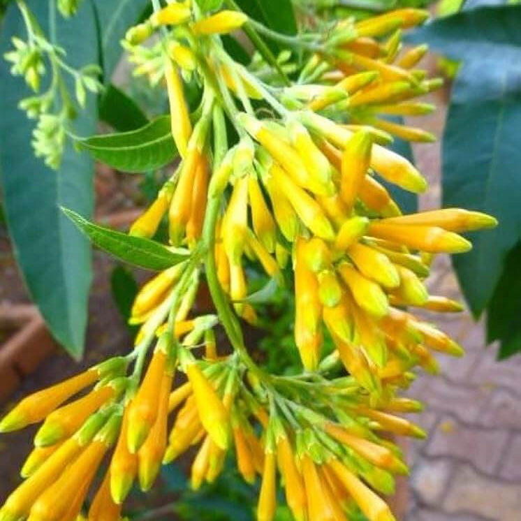 Cestrum Nocturnum Seeds - Flower Plant