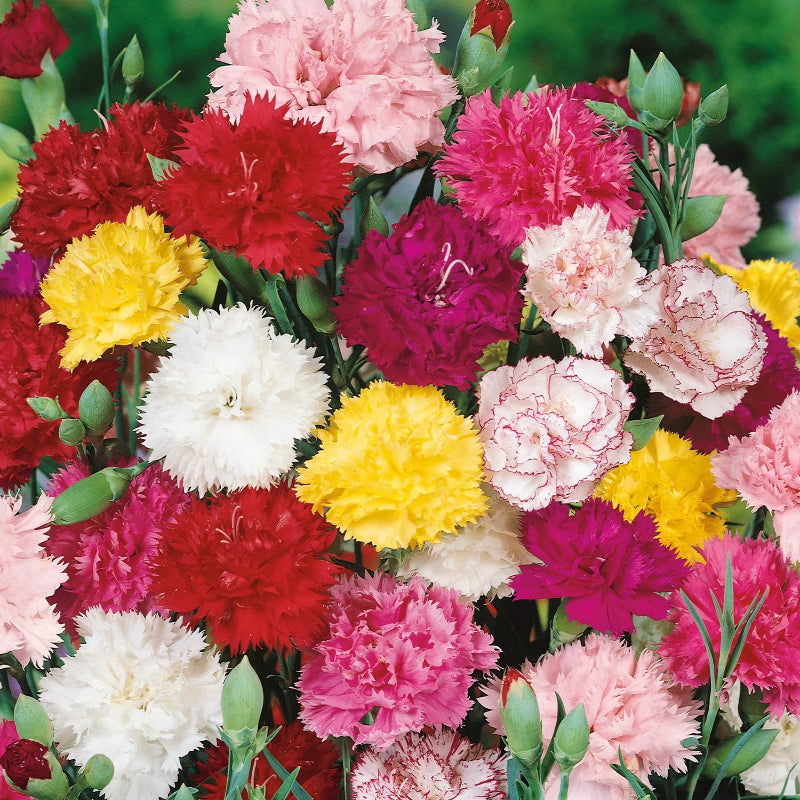 Chabaud Carnation Seeds - Heirloom Flower Plant for Home Gardens