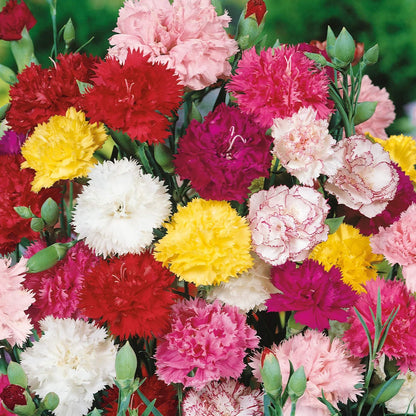 Chabaud Carnation Seeds - Heirloom Flower Plant for Home Gardens