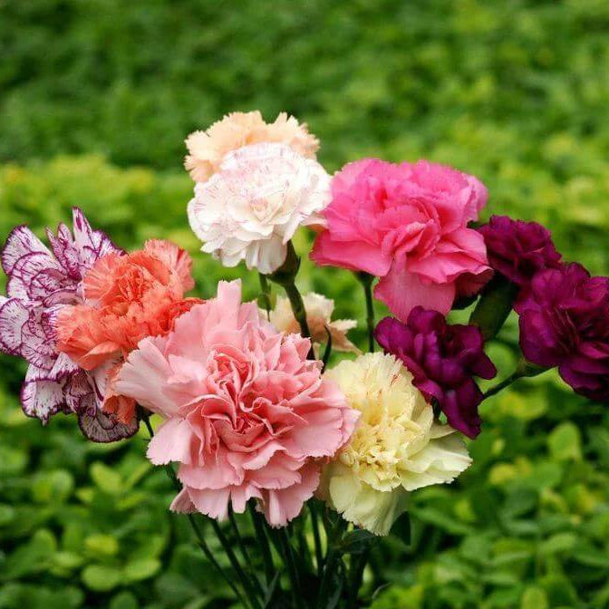 Chabaud Carnation Seeds - Heirloom Flower Plant for Home Gardens