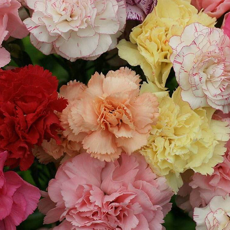Chabaud Carnation Seeds - Heirloom Flower Plant for Home Gardens