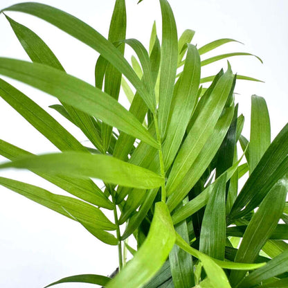 Chamaedorea Elegans Seeds - Palm Tree Seeds for Home Gardens