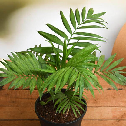 Chamaedorea Elegans Seeds - Palm Tree Seeds for Home Gardens