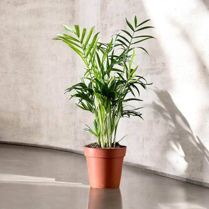 Chamaedorea Elegans Seeds - Palm Tree Seeds for Home Gardens