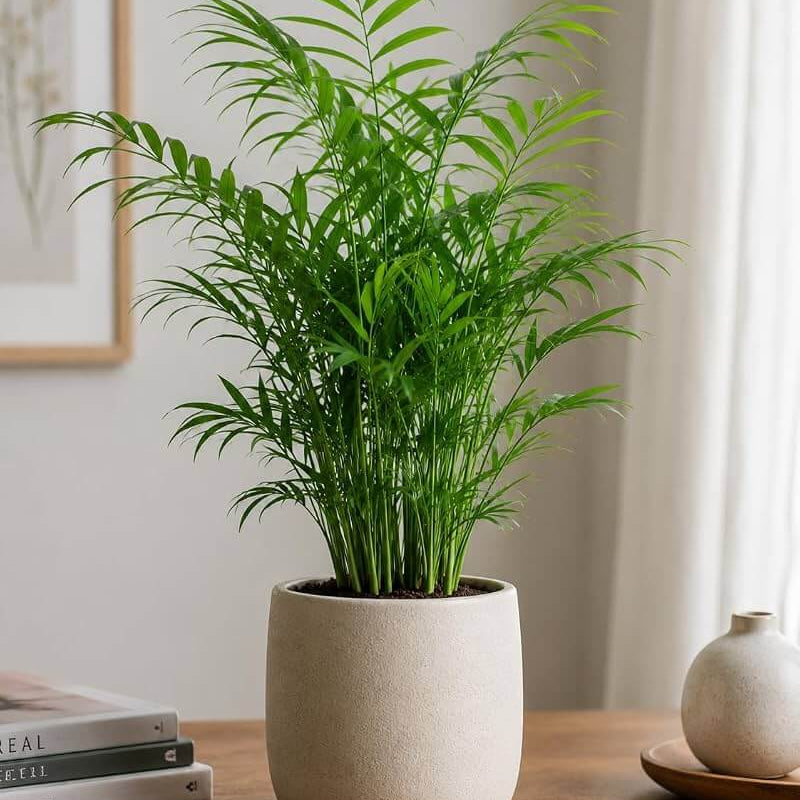 Chamaedorea Elegans Seeds - Palm Tree Seeds for Home Gardens