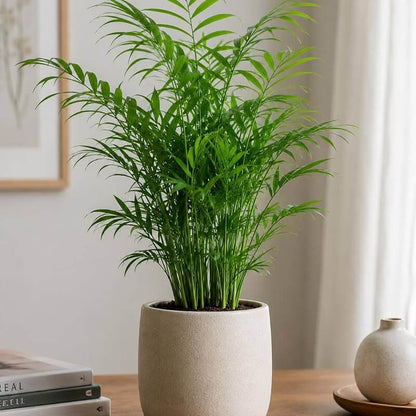 Chamaedorea Elegans Seeds - Palm Tree Seeds for Home Gardens