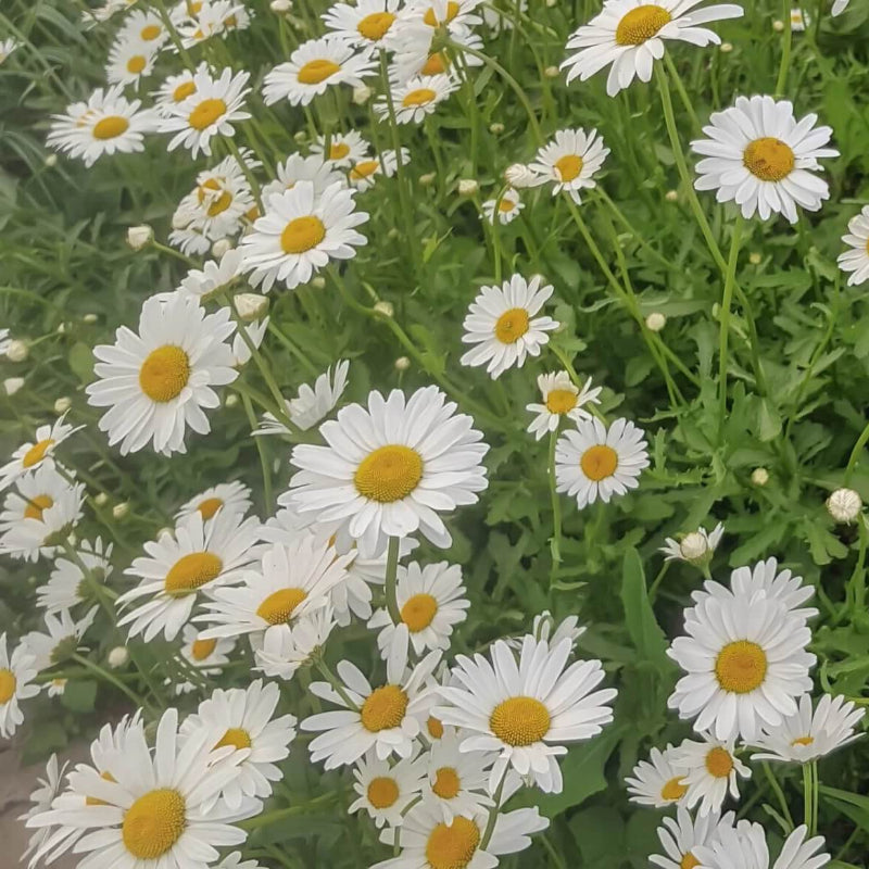 Chamomile Seeds