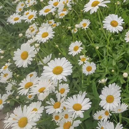 Chamomile Seeds