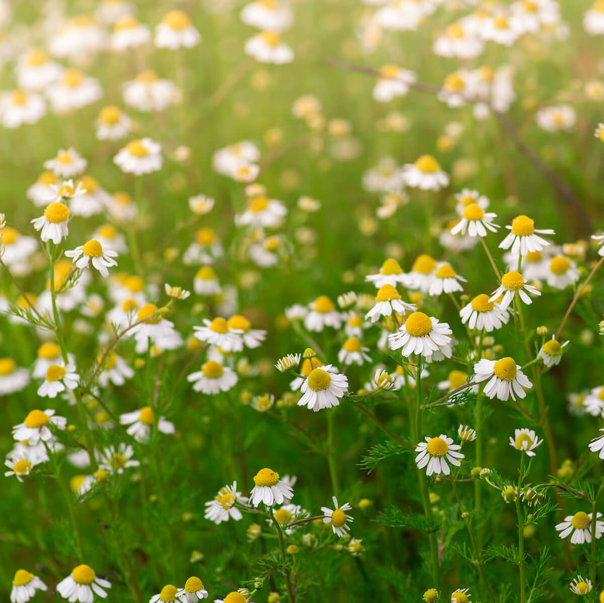Chamomile Seeds