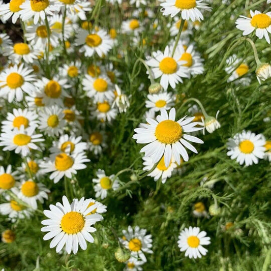 Chamomile Seeds