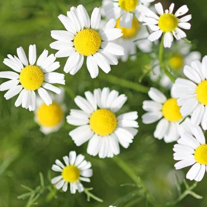 Chamomile Seeds