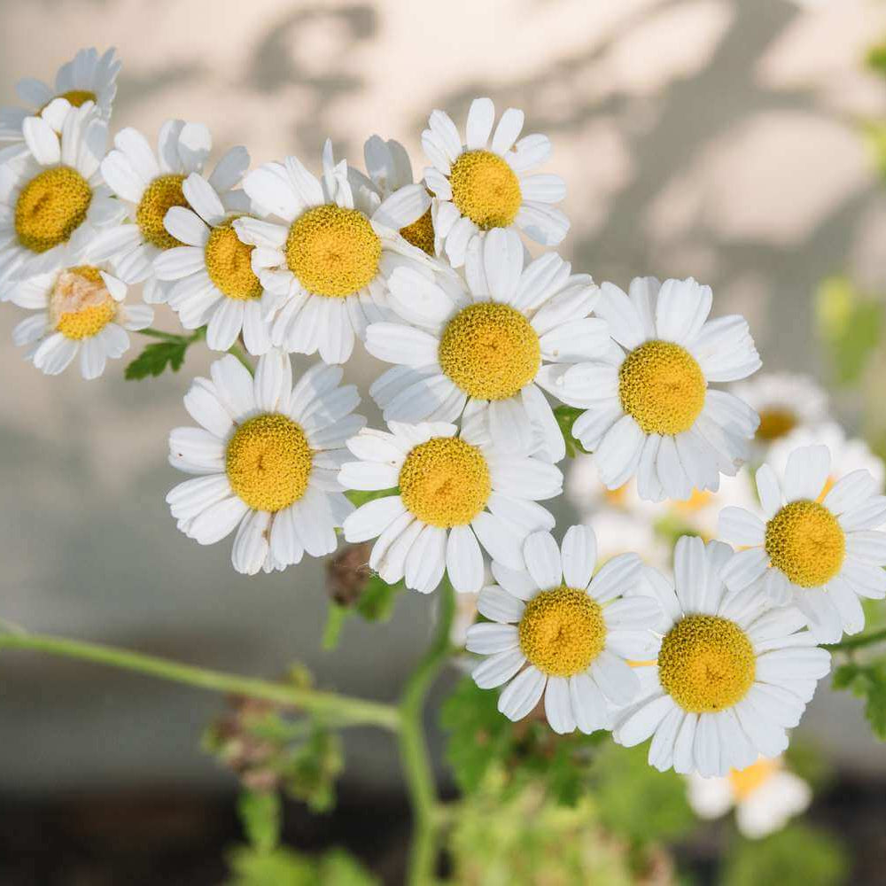 Chamomile Seeds