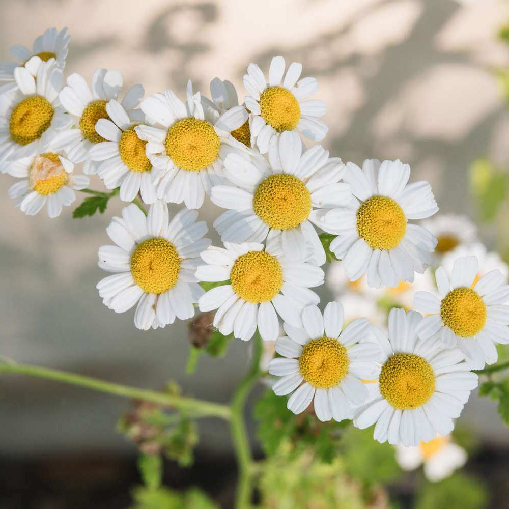 Chamomile Seeds
