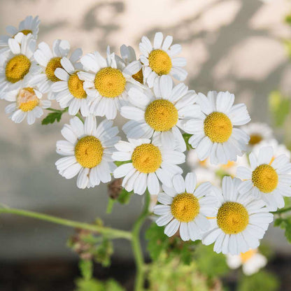 Chamomile Seeds