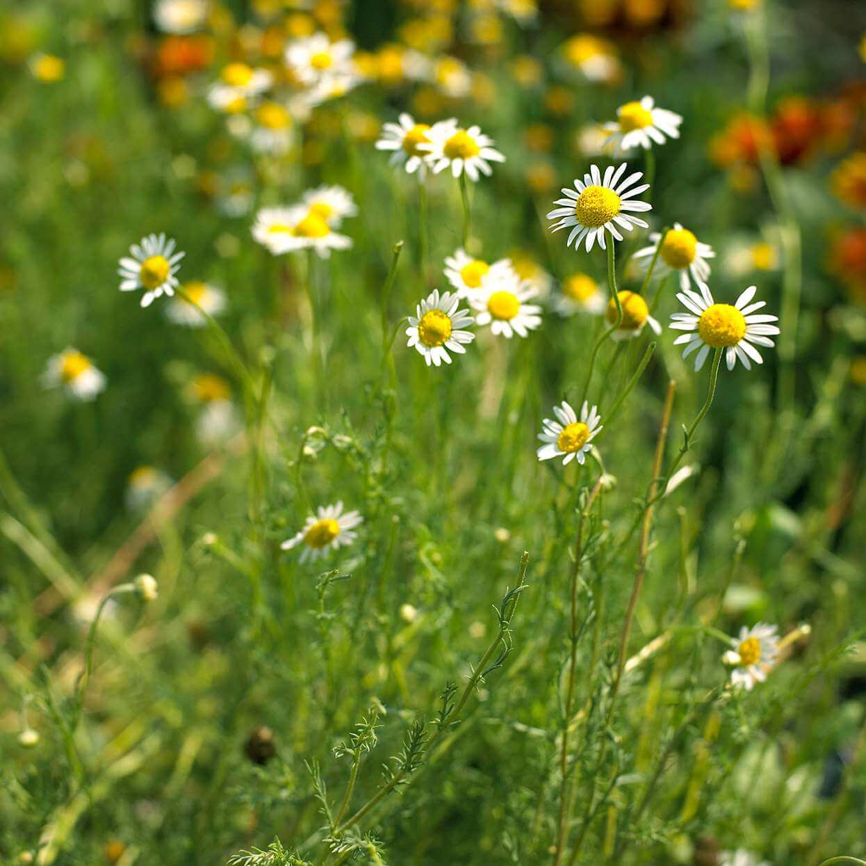 Chamomile Seeds