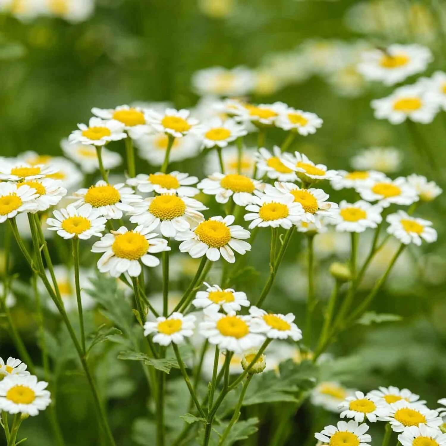 Chamomile Seeds - Herbal Plant