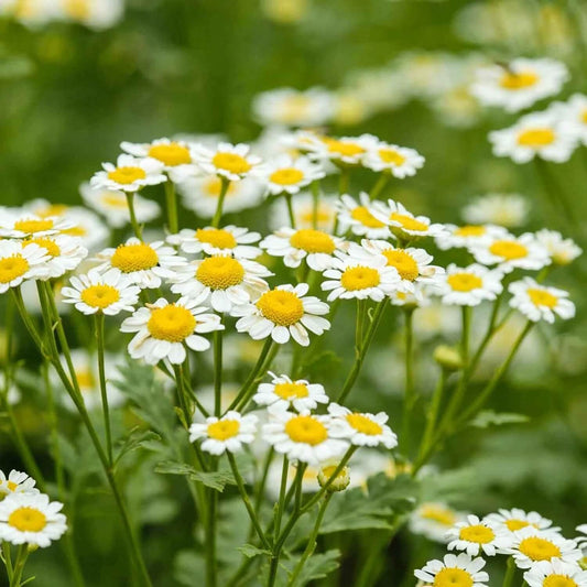 Chamomile Seeds - Herbal Plant