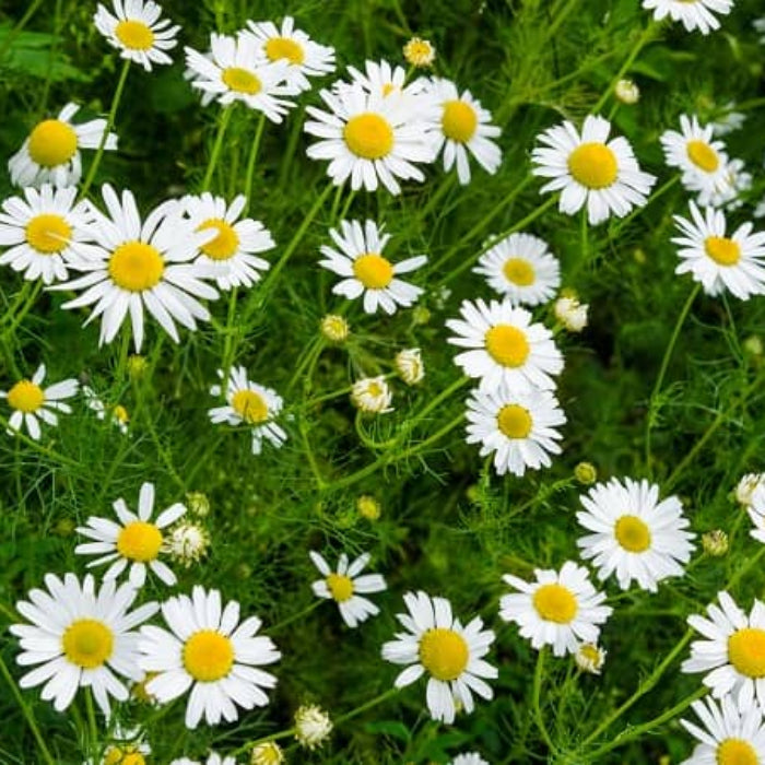 Chamomile Seeds - Herbal Plant