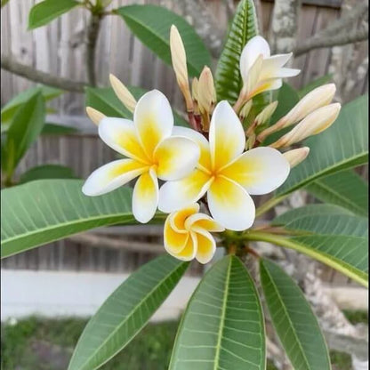 Champa Flower Seeds