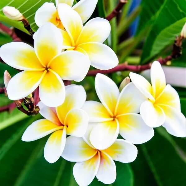 Champa Flower Seeds