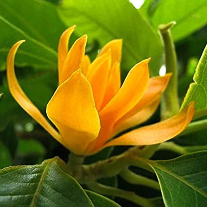 Champaca Magnolia Seeds 