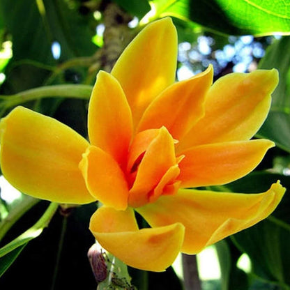 Champaca Magnolia Seeds 