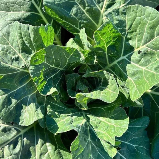 Champion Collard Green Seeds 