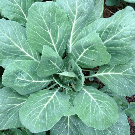 Champion Collard Greens Seeds 