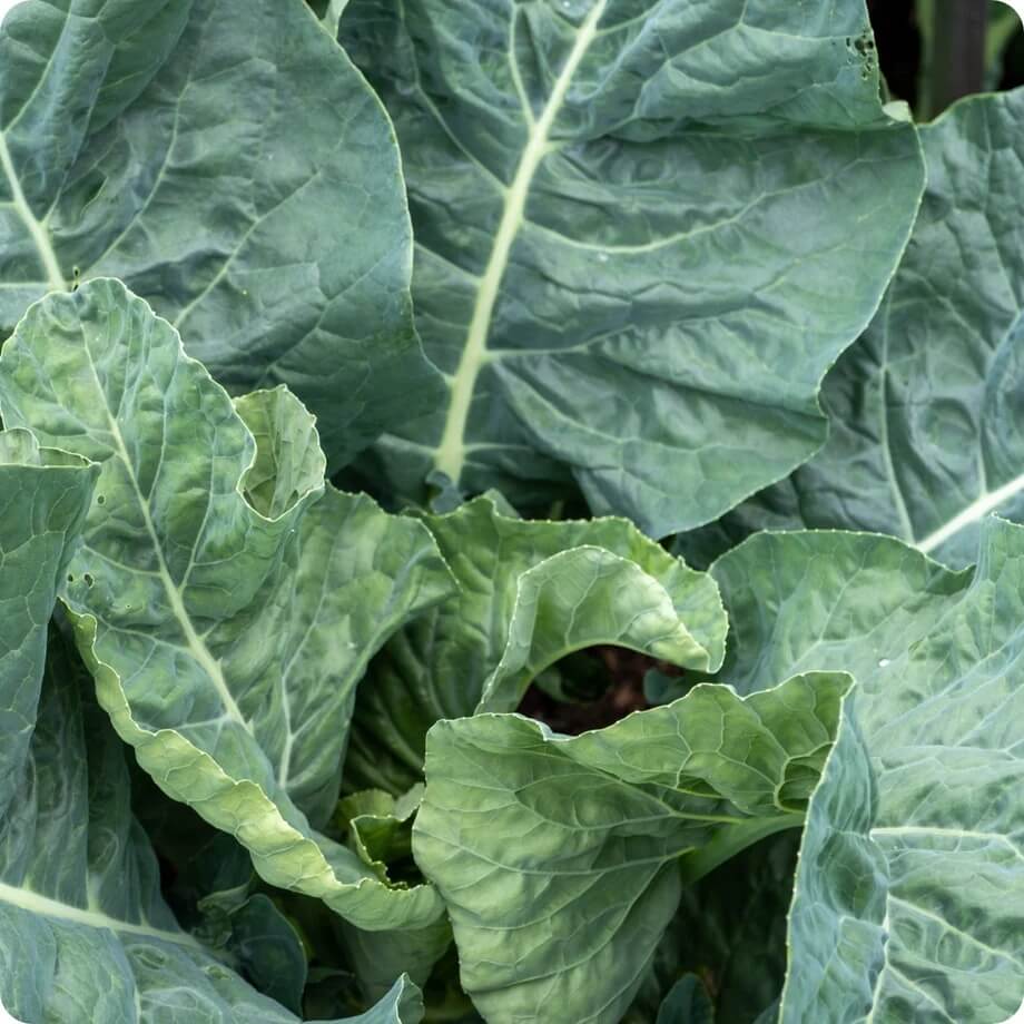Champion Collard Greens Seeds 
