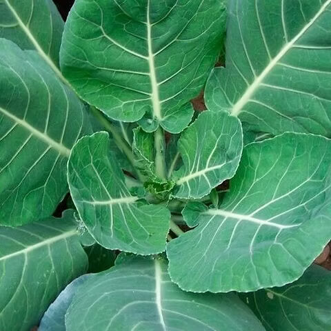 Champion Collard Greens Seeds 