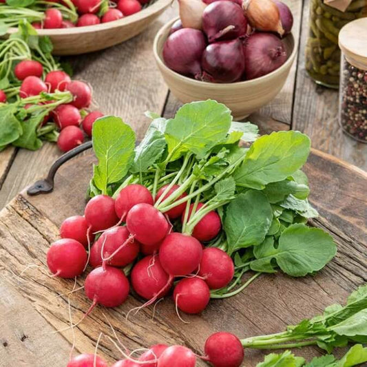 Champion radish seeds - Vegetable Plant