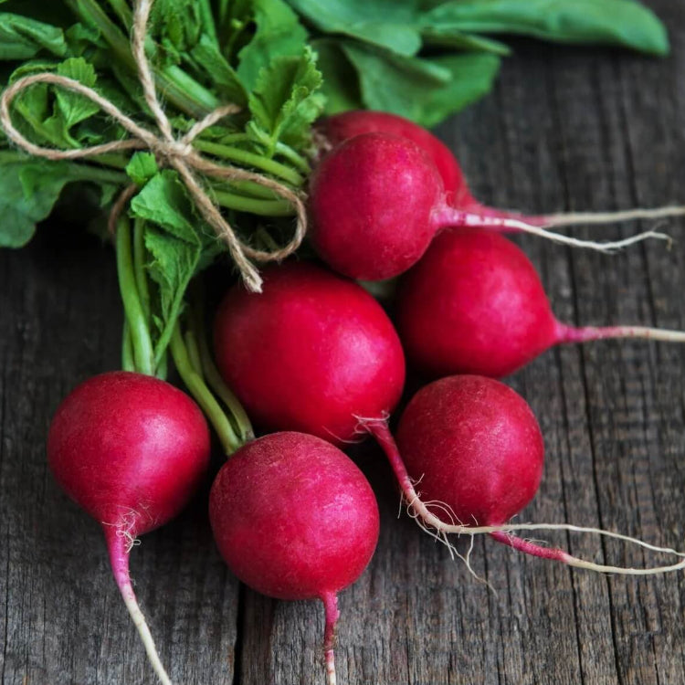 Champion radish seeds - Vegetable Plant