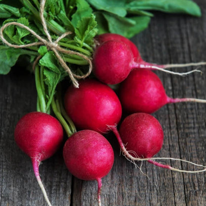 Champion radish seeds - Vegetable Plant