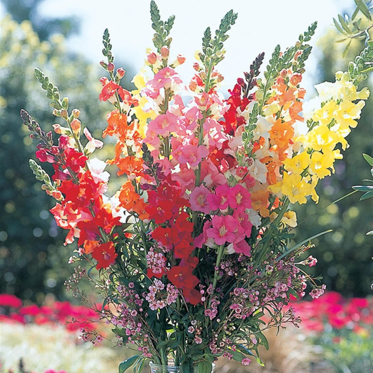 Chantilly Snapdragon Seeds - Flower Plant